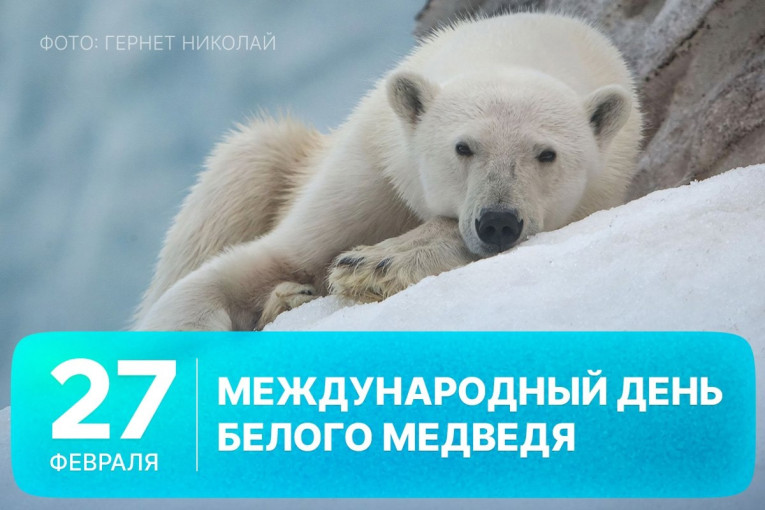 Международный День Белого медведя Международный День Белого медведя.